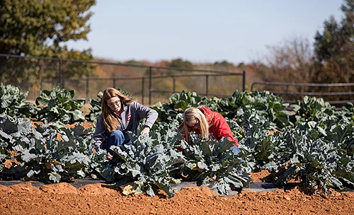 Two people working on a campus farm