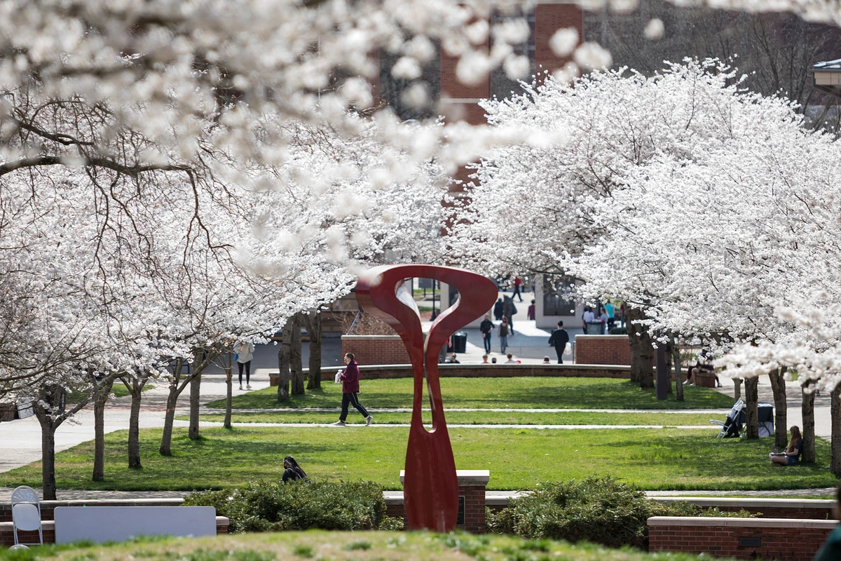 Cherry blossoms in Centennial Mall at WKU 